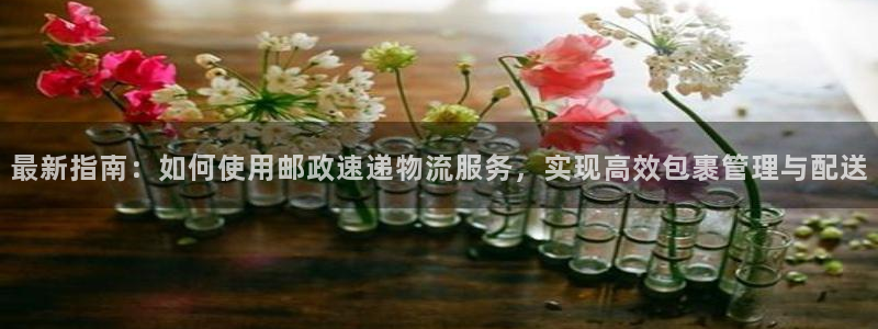 狗子28如何看012路计划：最新指南