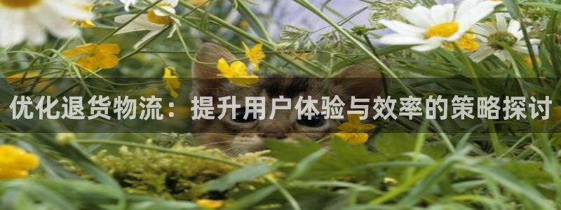 狗子28怎么下载不了