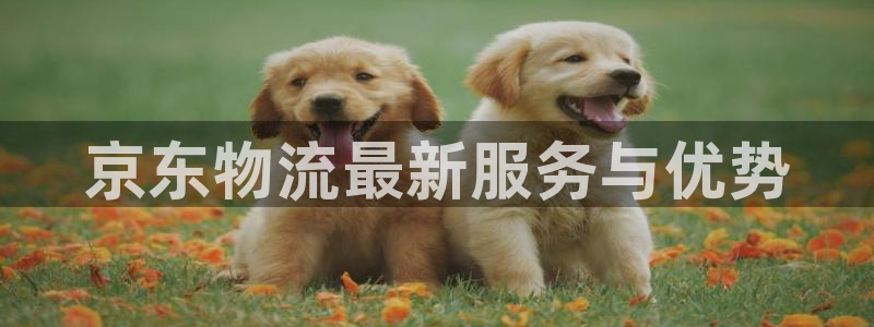 狗子28充值方式：京东物流最新服务与优势
