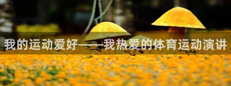风速体育直播app